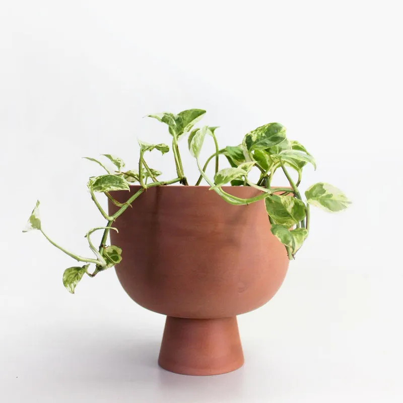 Cache-pot Alex 6"