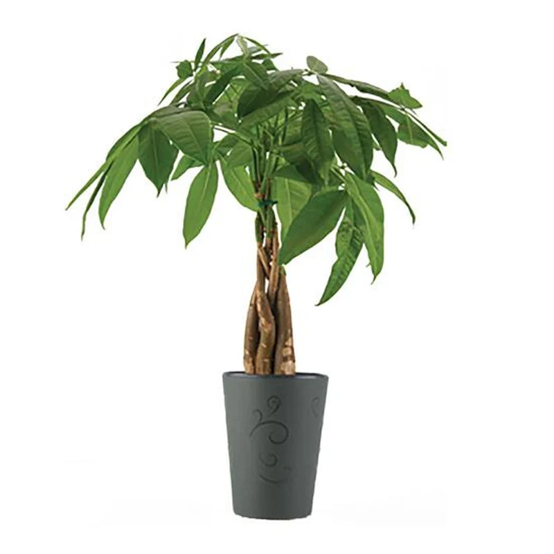 Money Tree, 5-in